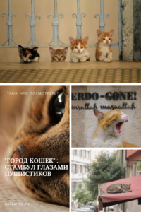 Город кошек - Стамбул глазами пушистых друзей | Таня, что посмотреть?