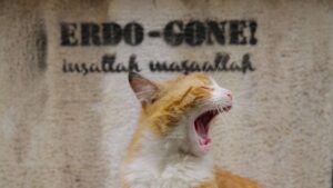 Город кошек - Стамбул глазами пушистых друзей | Таня, что посмотреть?